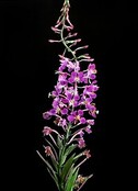 Epilobium angustifolium: Fireweed