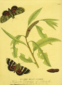 Lifecycle of the red underwing moth