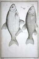 [A tench and other fish]