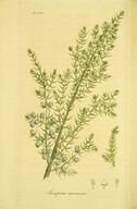 Juniperus communis
