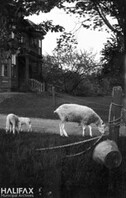 Sheep grazing outside unidentified house
