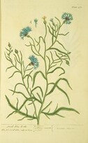 Small blue-bottle =: Cyanus minor