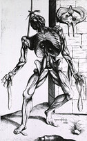 Musculature of the human body