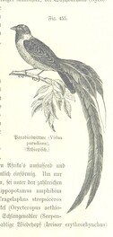 British Library digitised image from page 1061 of "Unser Wissen von der Erde. Allgemeine Erdkunde und LÃ¤nderkunde, herausgegeben unter fachmÃ¤nnischer Mitwirkung von A. Kirchhoff"