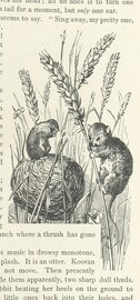 British Library digitised image from page 53 of "Kenneth McAlpine: a tale of mountain, moorland, and sea"