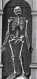 Skeleton Standing in a Small Alcove
