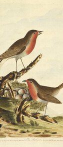 Lords entire new System of ornithology, or cumenical history of British Birds; with a brief account of their characters. - caption: 'Two Robins with their nest, full of eggs.'