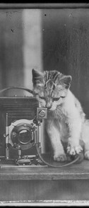 Camera with kitten