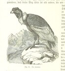 British Library digitised image from page 354 of "Nach Ecuador. Reisebilder ... Zweite, vermehrte Auflage. Mit ... Holzschnitten, etc"