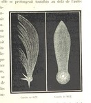 British Library digitised image from page 305 of "L'Espace cÃ©leste et la nature tropicale, description physique de l'univers ... prÃ©face de M. Babinet, dessins de Yan' Dargent"