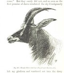 British Library digitised image from page 272 of "The Kilima-njaro Expedition. A record of scientific exploration in Eastern Equatorial Africa ... With ... maps and ... illustrations by the author"