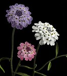 Annual Candytuft