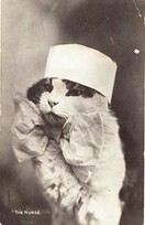 Kitty Nurse