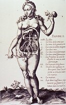 Anatomy of the female urogenital system
