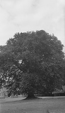 A Gallows for Cromwell?