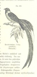 British Library digitised image from page 1061 of "Unser Wissen von der Erde. Allgemeine Erdkunde und LÃ¤nderkunde, herausgegeben unter fachmÃ¤nnischer Mitwirkung von A. Kirchhoff"