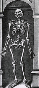 Skeleton Standing in a Small Alcove