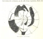 British Library digitised image from page 546 of "L'Espace cÃ©leste et la nature tropicale, description physique de l'univers ... prÃ©face de M. Babinet, dessins de Yan' Dargent"