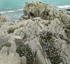 Erigonum fasciculatum on rocks at Monterey, California