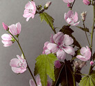 Sphaeralcea rivularis - Mountain Hollyhock