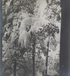 Left stereoscopic print of snowcovered pines in Ruovesi, Finland