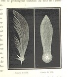 British Library digitised image from page 305 of "L'Espace cÃ©leste et la nature tropicale, description physique de l'univers ... prÃ©face de M. Babinet, dessins de Yan' Dargent"
