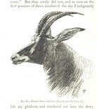 British Library digitised image from page 272 of "The Kilima-njaro Expedition. A record of scientific exploration in Eastern Equatorial Africa ... With ... maps and ... illustrations by the author"