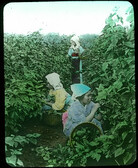 Gathering Mulberry Leaves