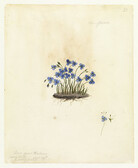 Blue flower by W. Buelow Gould