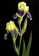 Garden Iris, purple and cream