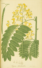 Cassia marilandica