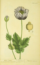 Black poppy =: Papaver nigrum