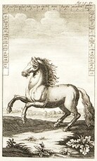 DiffÃ©rentes parties d'un cheval