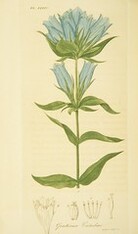 Gentiana catesbaei