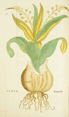 Scilla =: Meerzwibel
