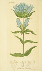 Gentiana catesbaei