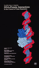 DNA-protein interactions in the control of gene expression