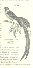 British Library digitised image from page 1061 of "Unser Wissen von der Erde. Allgemeine Erdkunde und LÃ¤nderkunde, herausgegeben unter fachmÃ¤nnischer Mitwirkung von A. Kirchhoff"