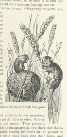 British Library digitised image from page 53 of "Kenneth McAlpine: a tale of mountain, moorland, and sea"