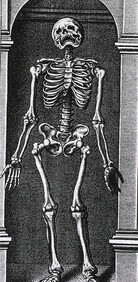 Skeleton Standing in a Small Alcove