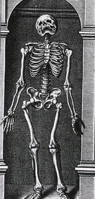 Skeleton Standing in a Small Alcove