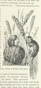 British Library digitised image from page 53 of "Kenneth McAlpine: a tale of mountain, moorland, and sea"