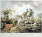 Cows at a cottage in Forsmark, Uppland, Sweden
