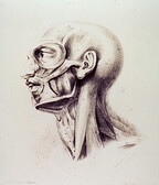 Muscles of the neck and face