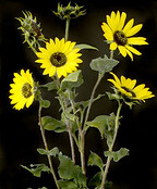 Helianthus lenticularis Doug. - Annual Wild Sunflower