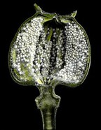 Vertical section of poppy capsule