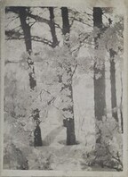 Winter landscape with snow-covered maple trees