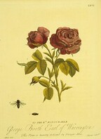 Lifecycle of a fly