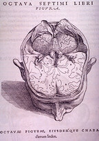 Brain Plate