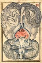 Cross-section of brain